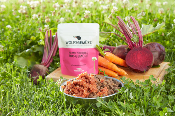 Wolfsgemüse: Die Neuheit in der Hundeernährung