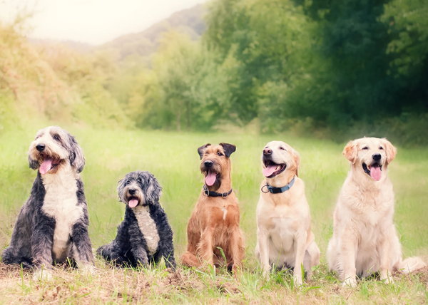 5 einfache Tipps für eine natürliche und gesunde Hundeernährung