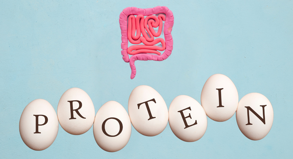 Eiweiß und Darmgesundheit: Warum Protein so wichtig für dich ist