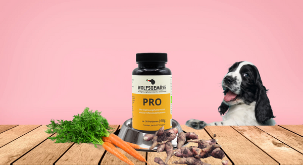 Ein Nahrungsergänzungsmittel für Hunde mit der Aufschrift “WOLFSGEMÜSE PRO” steht in einem Napf auf einem Holztisch. Daneben liegen Karotten und Inulin. Im Hintergrund ist ein fröhlicher schwarz-weißer Hund vor einem rosa Hintergrund zu sehen.