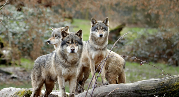 Wolfsgemüse – Zurück zu den Wurzeln der Napfvielfalt