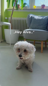 Wolfsgemüse Duo Fermentiertes Bio-Gemüse