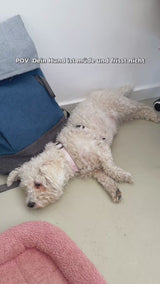 Wolfsgemüse Fermentiertes Bio-Gemüse (frisch)